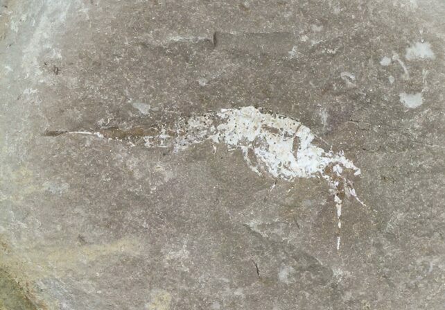 Pennsylvanian Fossil Shrimp (Pos/Neg) - Mazon Creek #70628